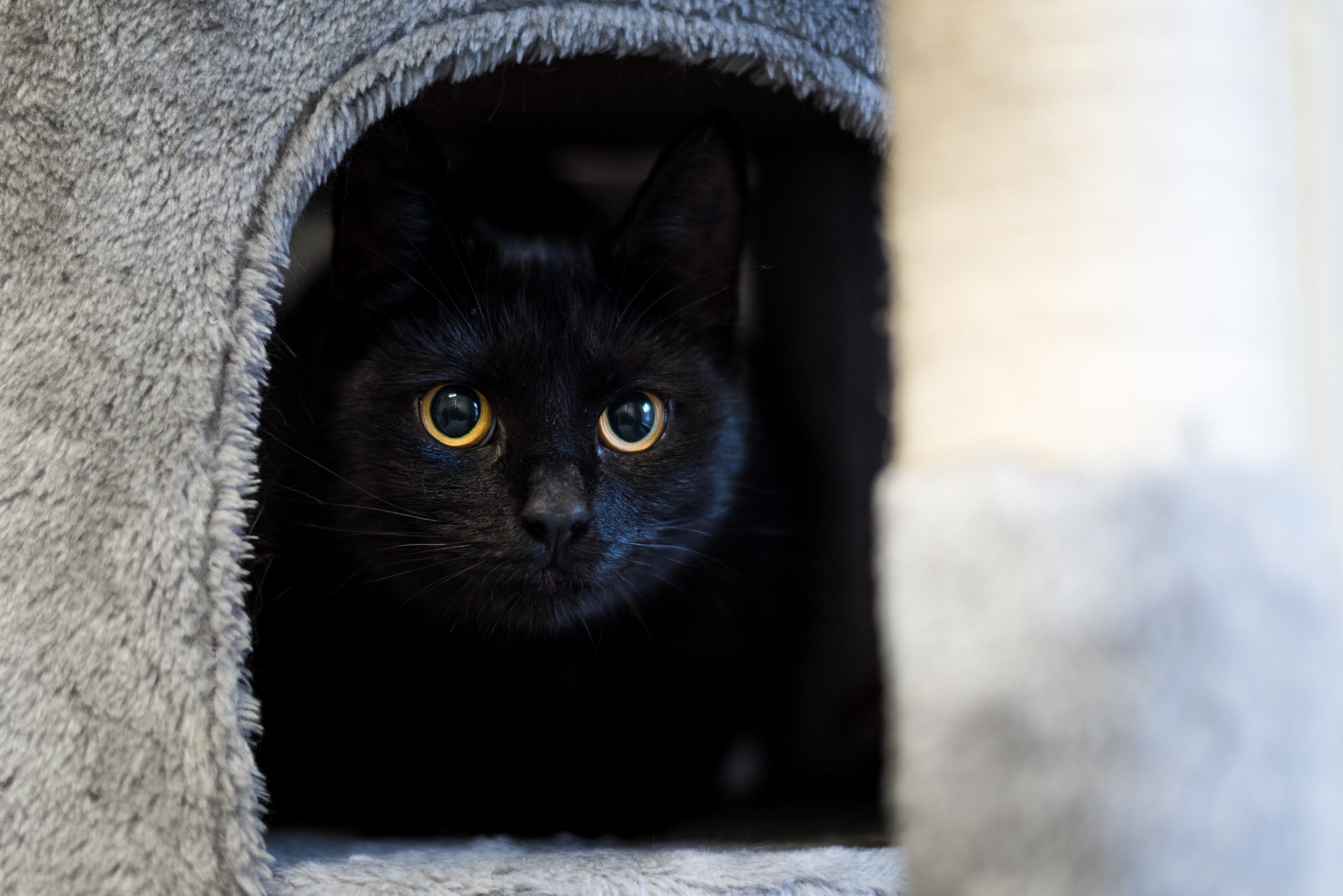 About Us | The Sheffield Cat Shelter