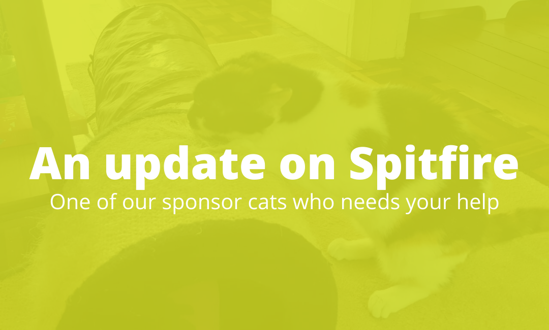 An Update on our Sponsor Cat Spitfire