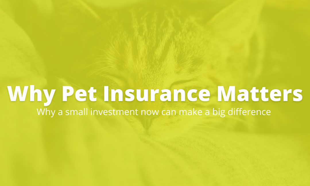 The Importance of Pet Insurance for your Cat