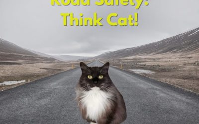 Road Safety: Protecting Cats From Road Collisions