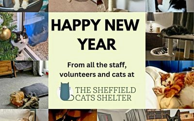 Happy New Year From The Sheffield Cats Shelter