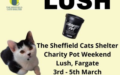 The Sheffield Cats Shelter At Lush, Fargate