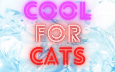 Keeping Your Cats Cool