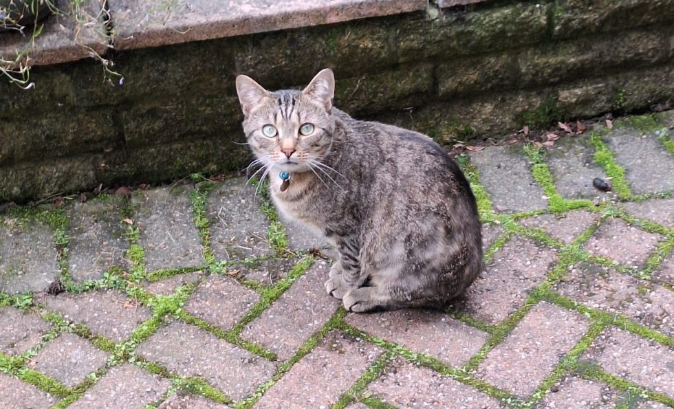 Recovery Tails – Day 2 – Ash - The Sheffield Cats Shelter