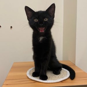 Test Cat 3