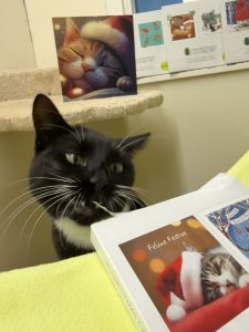 Test Cat