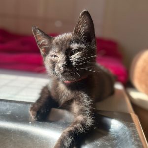 Test Cat