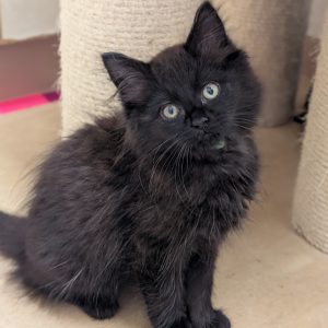 Test Cat