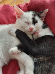 Test Cat