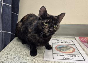 Delilah