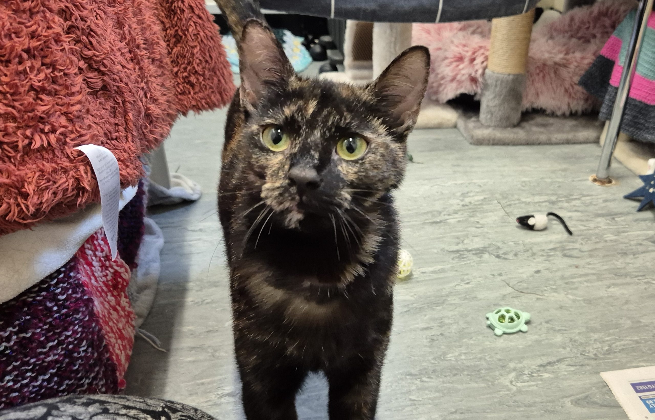 Delilah