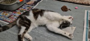 Suki