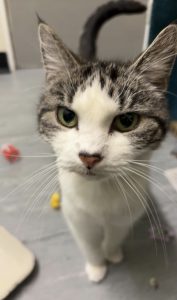 Suki