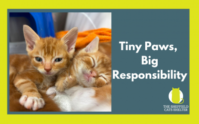 National Kitten Day: Tiny Paws, Big Responsibility