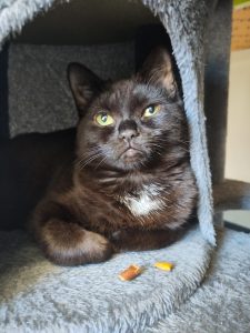 Papaya