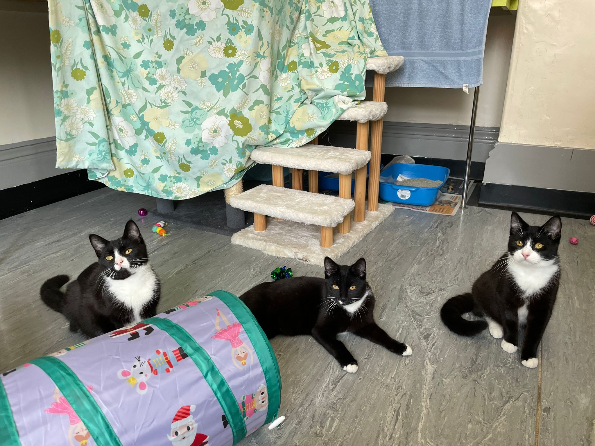 Narnia kittens