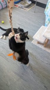 Narnia kittens