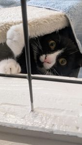 Narnia kittens