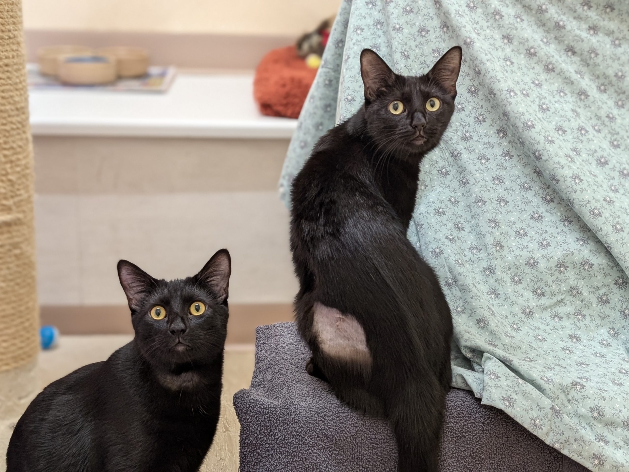 Merlin and Gwen