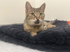 Maggie-May