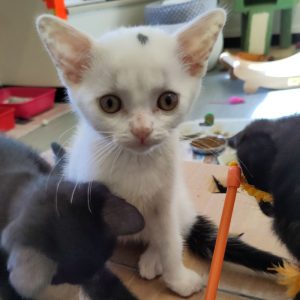 Kittens