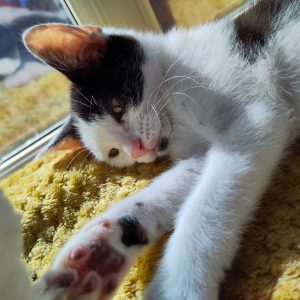 Kittens